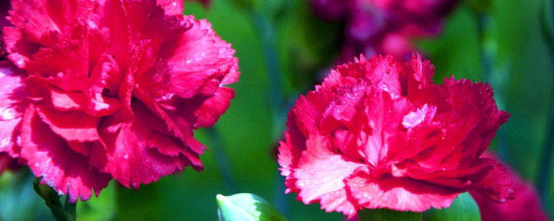 康乃馨夏天可以每天喷水吗（康乃馨能不能喷水）