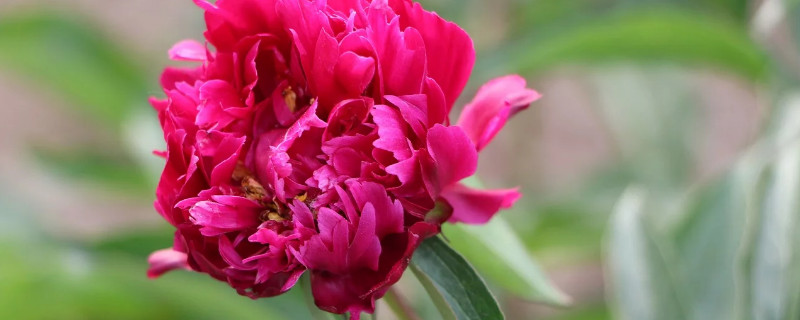 春季能不能种植芍药 春季能种芍药吗