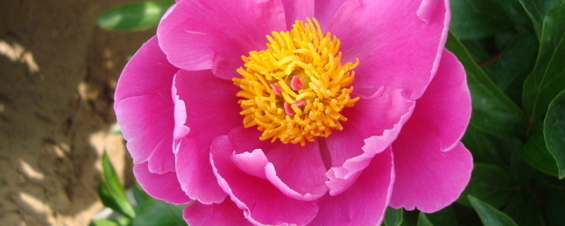 牡丹春天什么时候浇水 牡丹春天什么时候浇水施肥