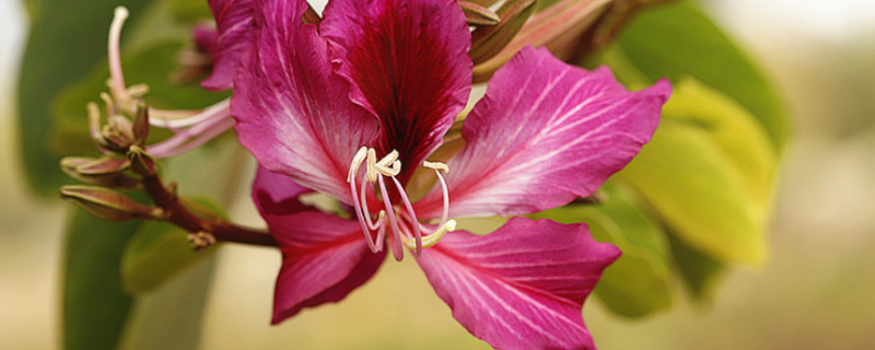 紫荆花属于灌木吗（红花紫荆是乔木还是灌木）