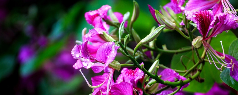 紫荆花夏天有芽点是什么 紫荆夏天开花吗