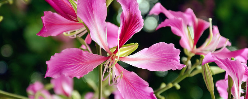 紫荆花的扦插方法和注意事项 紫荆花开花时能扦插繁殖方法