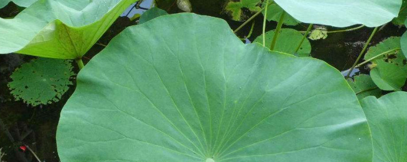 水培荷花荷叶有黑边怎么回事 荷花的叶子黑边怎么办?