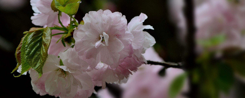 樱花秋天是什么样子的 秋天的颜色是什么