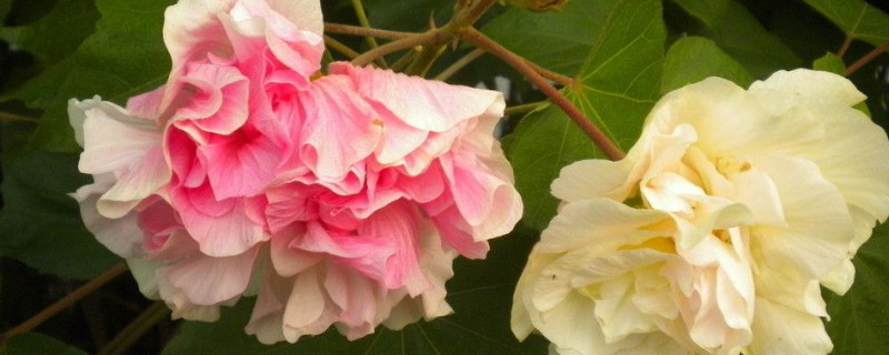 芙蓉花冬季能生长吗(芙蓉花冬季休眠吗)