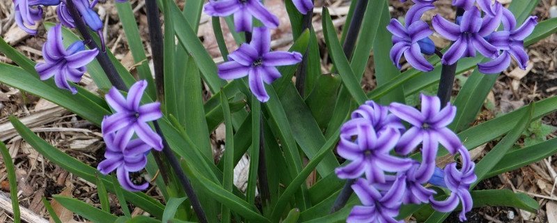 南方风信子什么时候种 风信子什么时候种植