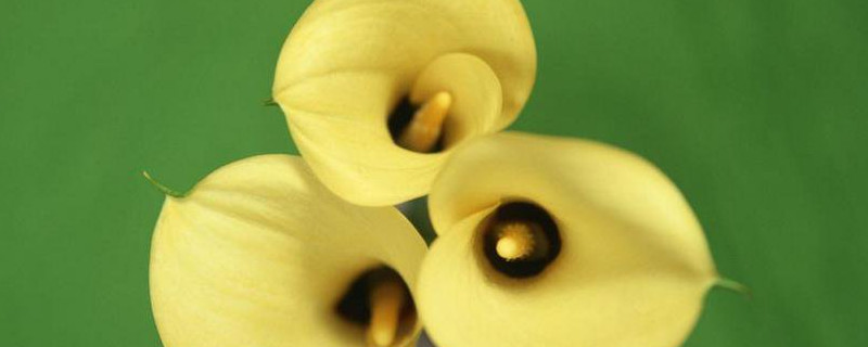 彩色马蹄莲能养几年（彩色马蹄莲和白色马蹄莲一样养殖吗）