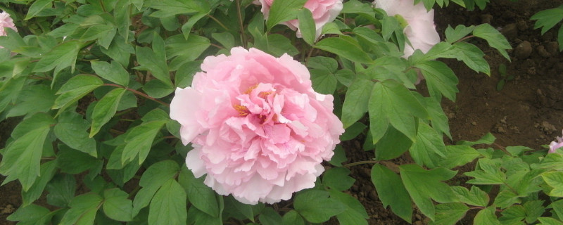 牡丹花为什么不长叶子（牡丹花不长新叶子）