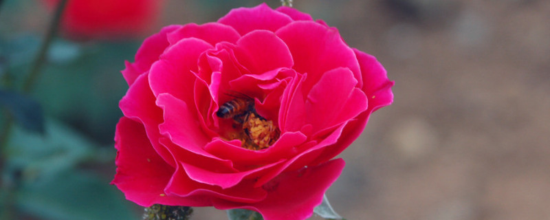 爬藤月季怎么修剪 爬藤月季怎么修剪开花多