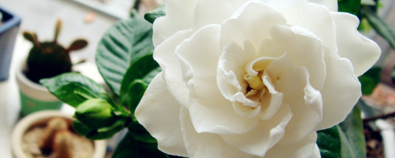 栀子花冬天黄叶怎么办 栀子花到冬天叶子发黄怎么回事