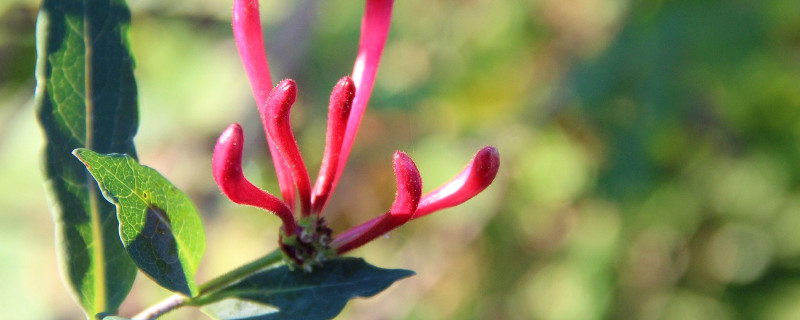 金银花粗枝能扦插活吗 金银花可以扦插吗怎样扦插