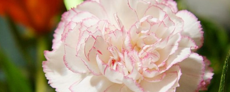 康乃馨怎么施肥能促使开花 康乃馨花期怎么施肥