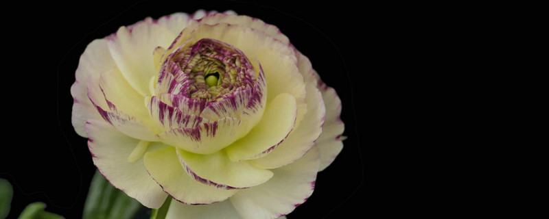 洋牡丹怎么醒花 洋牡丹怎么醒花视频