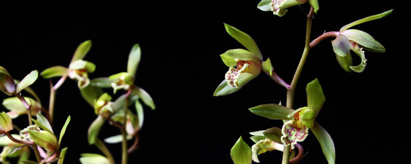 蝴蝶兰和惠兰哪个好养 蝴蝶兰和惠兰区别