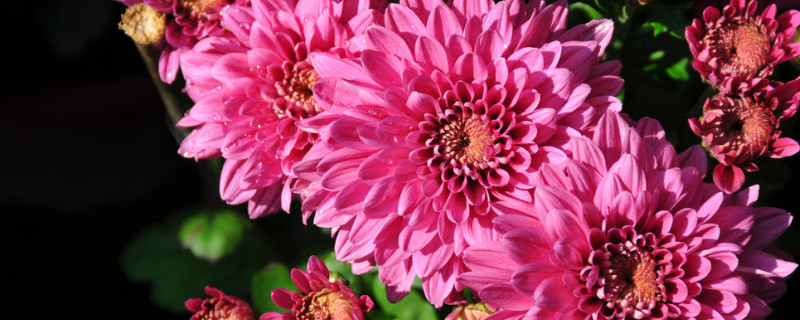 菊花为什么不怕冷（菊花怕冷嘛）