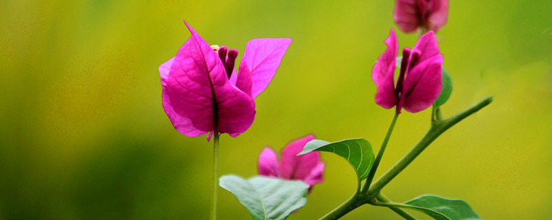 冬天三角梅需要剪枝吗（三角梅花冬天能剪枝吗）