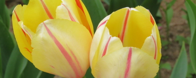 郁金香喜欢酸性还是碱性(郁金香 酸性)