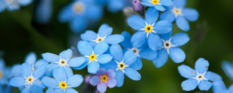 勿忘我水养还是干养好 勿忘我要加水养吗