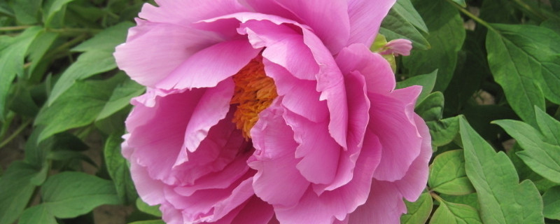 怎样种牡丹花 怎样种牡丹花是种子还是根