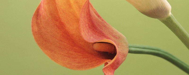 送男朋友什么花（送男朋友什么花最好）