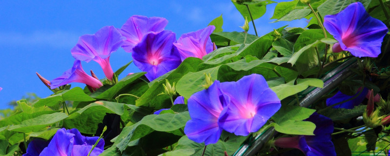 牵牛花种子怎样保存 进口牵牛花怎么取种子