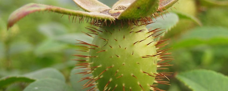 被金樱子刺了怎么处理 金樱子没有刺