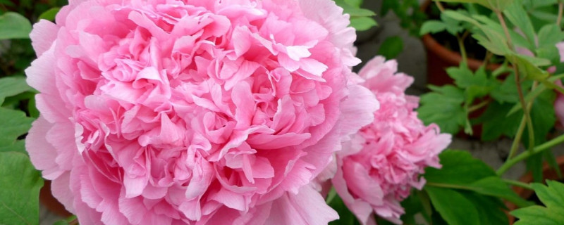 秋季移栽牡丹花方法（秋季怎样移栽牡丹）