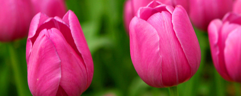 一个盆里种几棵郁金香（郁金香有多少盆）