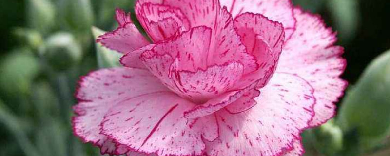 送妈妈康乃馨什么颜色 送妈妈应该送什么颜色的康乃馨