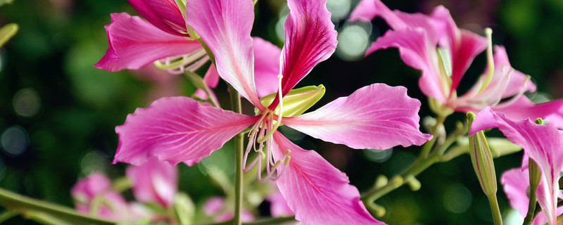 紫荆花的繁殖方法有哪些 紫荆花的繁殖方式