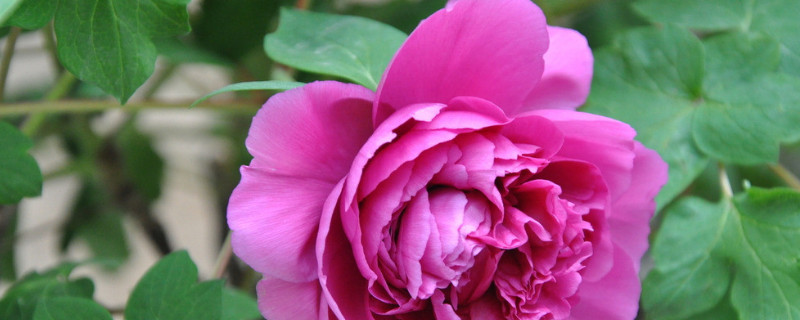 牡丹浇水过多烂根如何处理 牡丹烂根处理后换盆要浇水吗