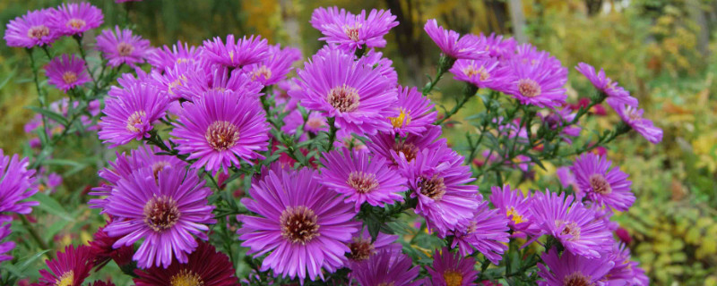 菊花盆栽可以晒太阳吗（菊花需要晒太阳吗）