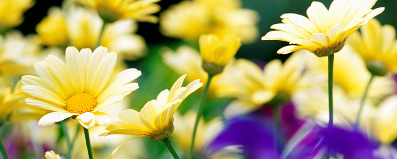 小雏菊幼苗怎么养护 小雏菊种植及养护方法