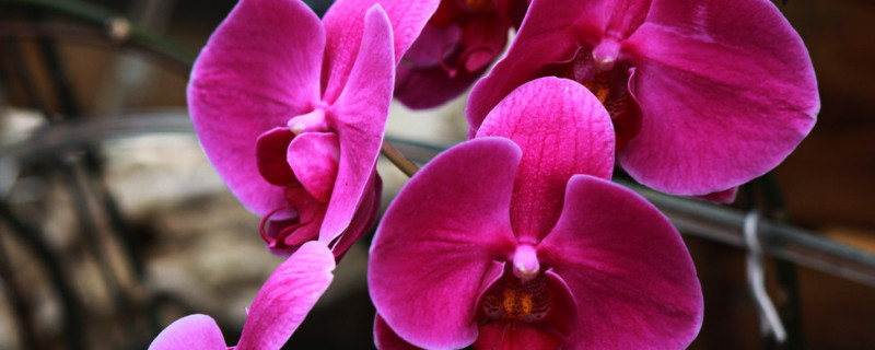 送蝴蝶兰的意义象征 蝴蝶兰寓意和象征意义