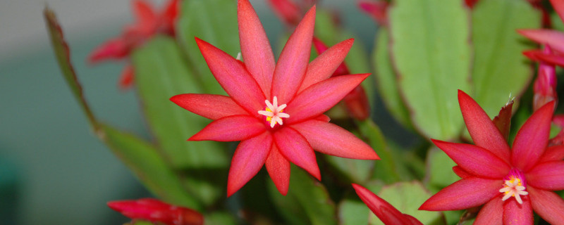 蟹爪兰花苞蔫了怎么办 蟹爪兰的花苞蔫了怎么办