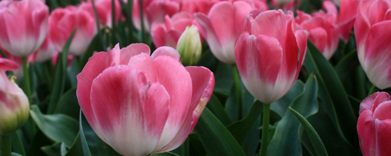 郁金香可以吃吗 郁金香能用