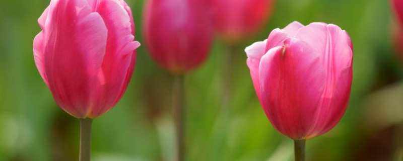 郁金香中毒怎么办 郁金香的毒如何去除