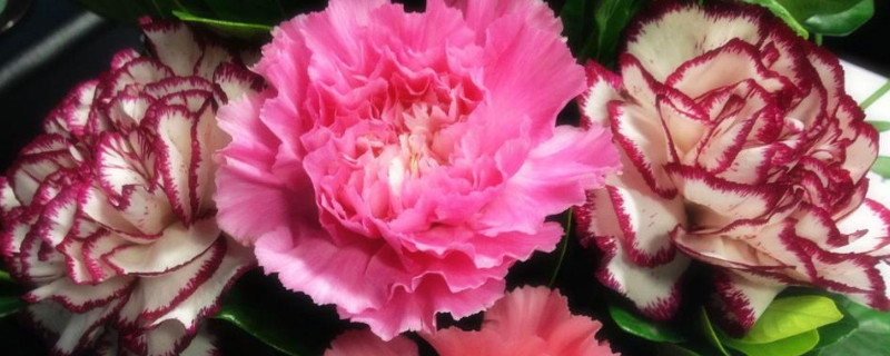 康乃馨夏天怎么浇水（康乃馨用什么水浇最好）