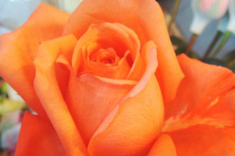 玫瑰花的养殖方法和注意事项