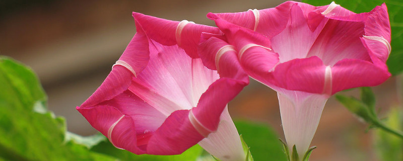 牵牛花种子要浸泡多久 牵牛花种子浸泡多少时间