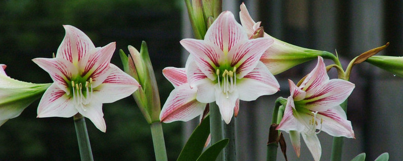 荷兰朱顶红的养殖方法和注意事项(朱莲的养殖方法和注意事项)