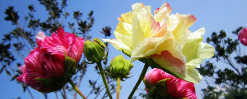 芙蓉花浇水的正确方法（芙蓉开花时怎么浇水）