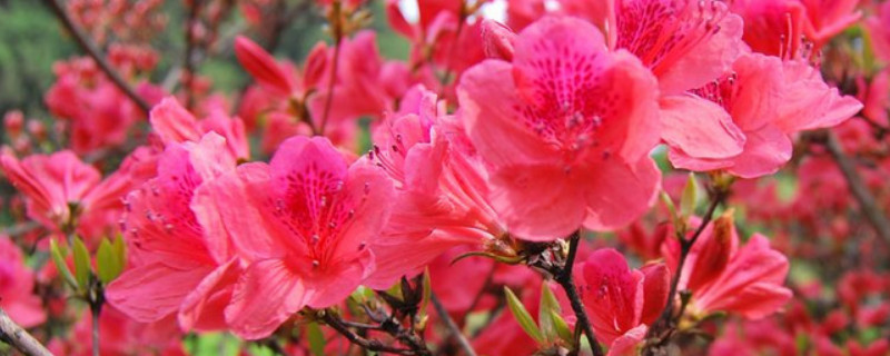 杜鹃花老叶脱落怎么办（杜鹃花老叶干掉怎么办）