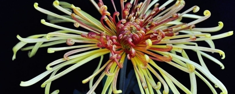 怎样让水培菊花快速开花 水培小菊花鲜花怎么养