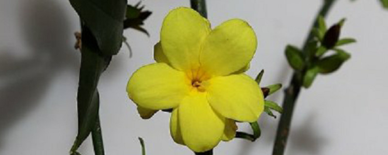 迎春花有香味吗(迎春花有香味吗?迎春花在哪个季节开)