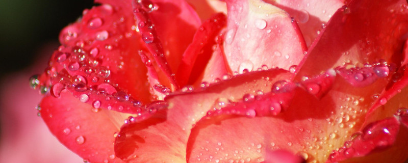 月季的花期有多久（月季开多久花）