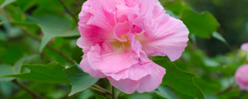 芙蓉花种子能用水泡吗 芙蓉花如何结种子