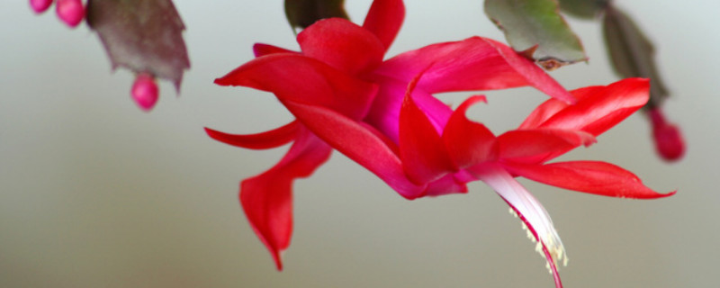 蟹爪兰的寓意（蟹爪兰的寓意和象征）