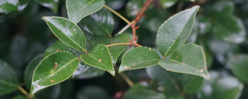 金樱子一年结几次果 金樱子几年挂果