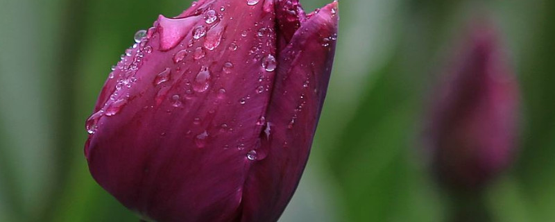 郁金香种球第二年还可以种植吗（郁金香种球4月份可以种吗）